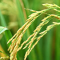 Cultivo y cosecha de arroz en la Comunidad Valenciana: una guía de platos tradicionales y cultura alimentaria