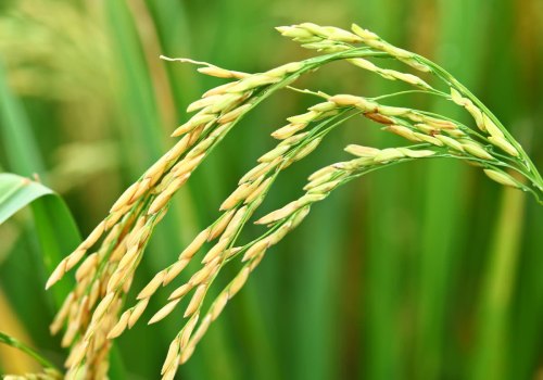 Cultivo y cosecha de arroz en la Comunidad Valenciana: una guía de platos tradicionales y cultura alimentaria